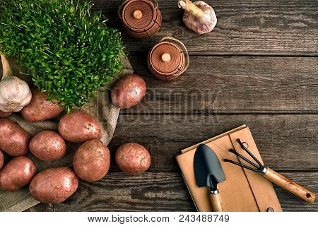Gardening Tools And Fresh Vegetables Over Wooden Background. Potatoes, Garlic, Green Onions And Sorr