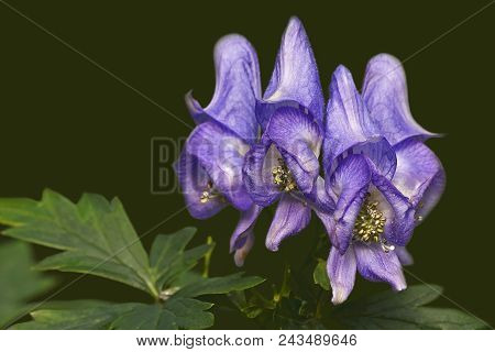 Axiliflorum Monkshood (aconitum Axiliflorum). Close Up Image Of Flowers.
