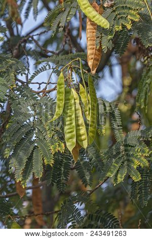 Silktree (albizia Julibrissin). Known As Mimosa, Persian Acacia, Persian Silk Tree, Pink Silk Tree, 