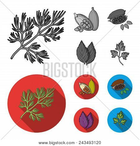 Dill, Cocoa Beans, Basil.herbs And Spices Set Collection Icons In Monochrome, Flat Style Vector Symb