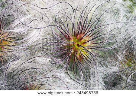 Korean Clematis. Close Up Image Of Seedheads.