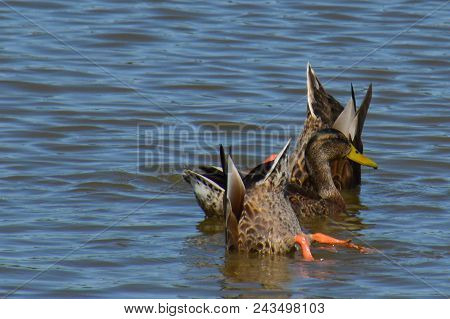 Three Mallard Ducks On A Lake With Two Upended Whilst Feeding