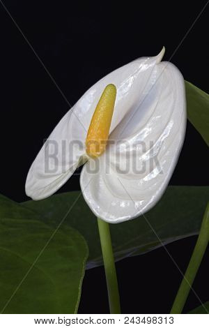 Tailflower (anthurium Andraeanum). Known As Flamingo Flower And Laceleaf Also.