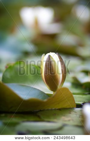 White Nymphaea (nymphaea Alba L.) Is A Aquatic Plant Of The Water Lily, It Is A Perennial, Ornamenta