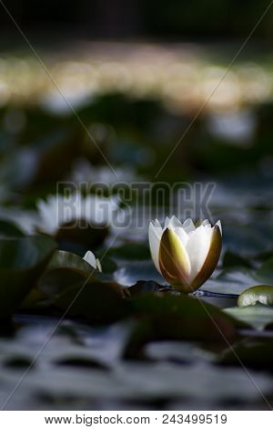 White Nymphaea (nymphaea Alba L.) Is A Aquatic Plant Of The Water Lily, It Is A Perennial, Ornamenta