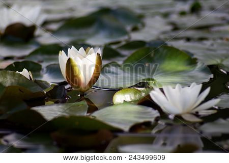 White Nymphaea (nymphaea Alba L.) Is A Aquatic Plant Of The Water Lily, It Is A Perennial, Ornamenta