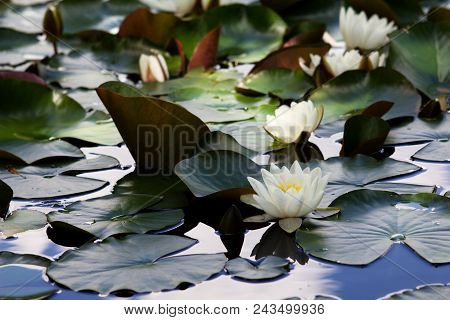 White Nymphaea (nymphaea Alba L.) Is A Aquatic Plant Of The Water Lily, It Is A Perennial, Ornamenta