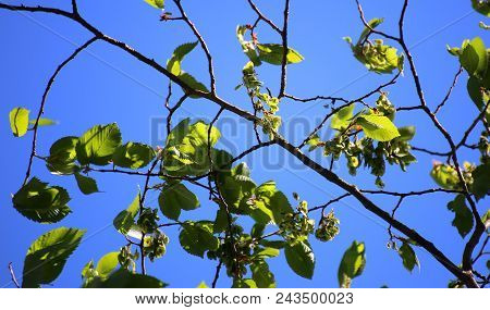 Twig Of European White Elm (ulmus Laevis) With Fruits
