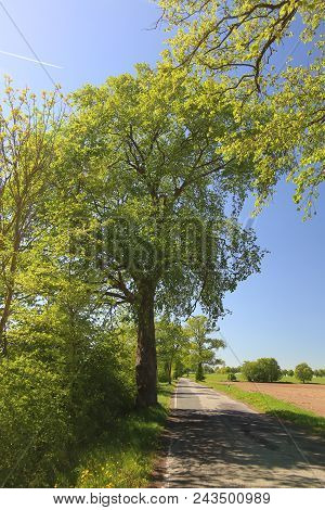 Alley In Mecklenburg-vorpommern With European White Elm (ulmus Laevis)
