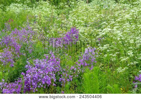 Beautiful Summer Landscape With Blooming Meadow Flowers. Wild Flowers.beautiful Wild Bell-purple Bel