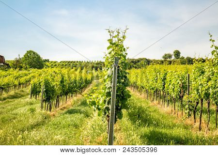 Vineyards Of Vienna