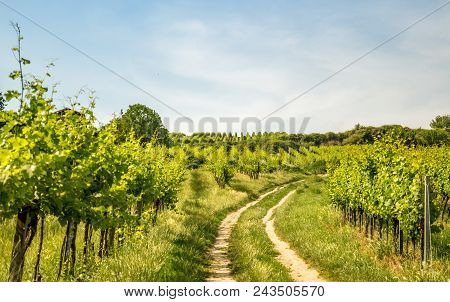 Vineyards Of Vienna