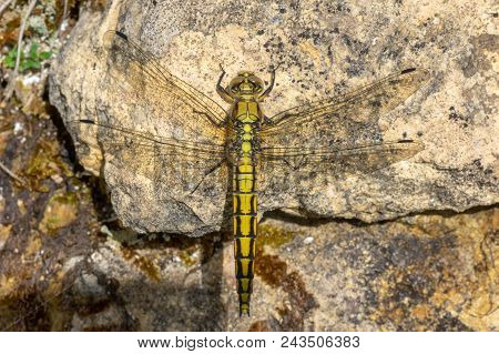 Black-tailed Skimmer (orthetrum Cancellatum) Female. Yellow Dragonfly In The Family Libellulidae, At