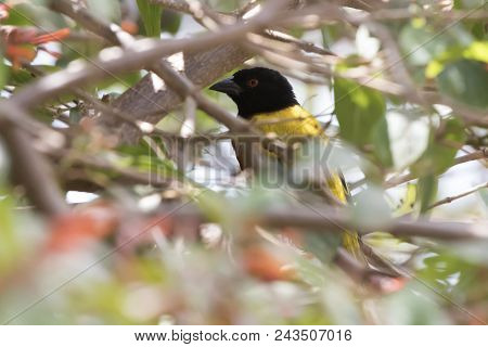Golden Backed Weaver That Hid In The Bushes And Peeps Out Of Them