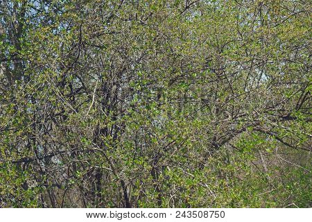Cornelian Cherry Tree In Blossom.