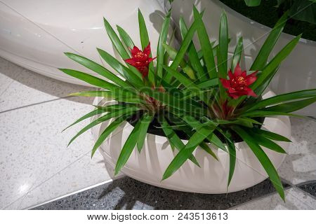 White Modern Flower Pot In Oval Shape With Red Flower And Green Leave. Interior Landscape Decoration
