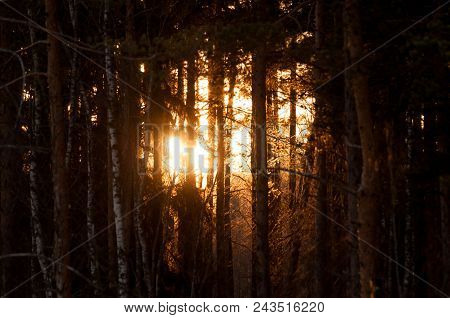Sunset In The Pine Forest. Sun Rays Blooming Trough The Trees.