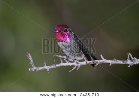 Annas Hummingbird (calypte Anna)