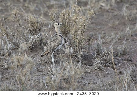 Two-banded Courser That Stand Among Dry Grass In The Evening Savannah