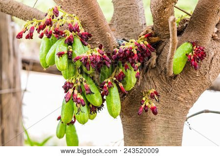 Averrhoa Bilimbi Fruit On Tree, Thai Fruit