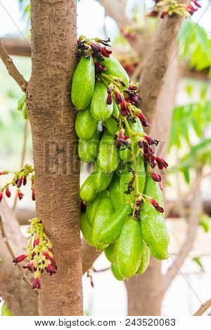 Averrhoa Bilimbi Fruit On Tree, Thai Fruit
