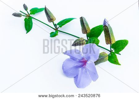Laurel Clockvine Flower Isolated On White Background
