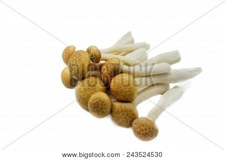 Top View Of Fresh Beech Mushroom Or Buna Shimeji Isolated On White Background. (hypsizygus Marmoreus