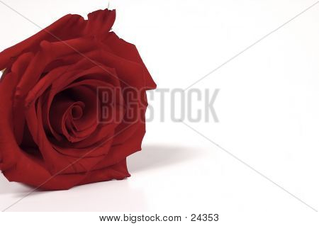 Røde Rose