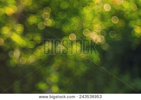 Blured Bokeh Background Trioplan. Vintage Lens. Green Tree Leaves.