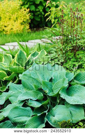 Different Hostas Planted With Astilbe In Garden Mixed Border. Shade Tolerant Plants In Summer