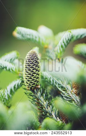 Abies Koreana Silberlocke Close Up With Cone, New Dwarf Cultivar Of Korean Fir With Silvery Curvy Ne