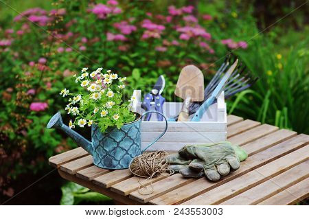 Garden Work Still Life In Summer. Camomile Flowers, Gloves And Toold On Wooden Table Outdoor In Sunn