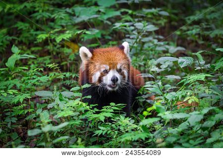 Portrait Of An Adorable Red Panda , Ailurus Fulgens , Fire Fox Surrounded By Plants In Forest