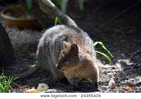 quokka