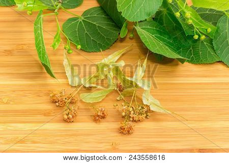 Dried Linden Flowers For Linden Tea Preparation On A Bamboo Wood Surface Against Of Fresh Linden Bra