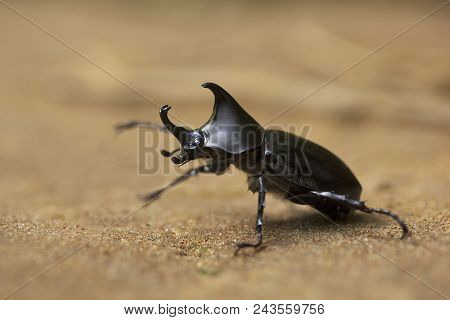 Rhinoceros Beetle, Scarabeidae, Gurjee Tripura State Of India