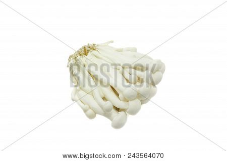 Top View Of Fresh Beech Mushroom Or Buna Shimeji Isolated On White Background. (hypsizygus Marmoreus