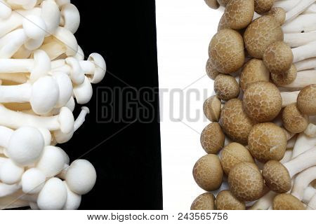 Top View Of Fresh Beech Mushroom Or Buna Shimeji Isolated On Black And White Background. (hypsizygus