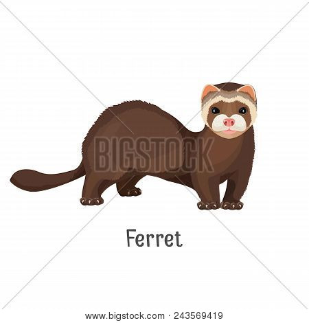 Ferret Domesticated Form Of European Polecat, Cute Friendly Animal Vector Illustration Isolated On W