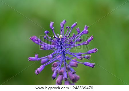 Beautiful Tassel Hyacinth With With Selective Focus, And Blurred Background. Muscari Comosum