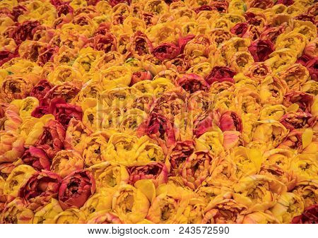 Abstract Background . Close-up Of Orange And Red Tulips Flowers
