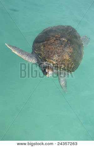Green Sea Turtle