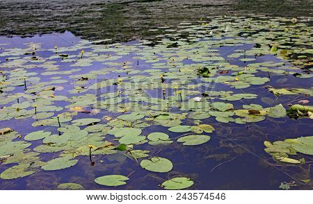 Leaves Of Water Lilies In The Fimon Lake In Arcugnano Town Near Vicenza City In Northern Italy