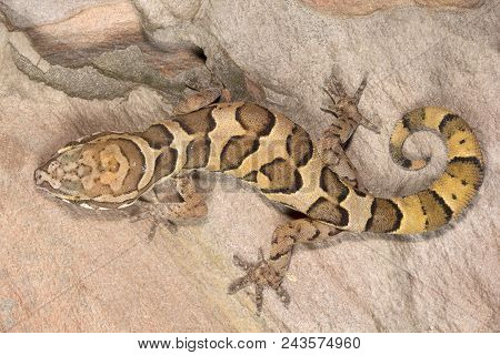 Clouded Ground Gecko, Geckoella Nebulosa, Gekkonidae, Madhya Pradesh India