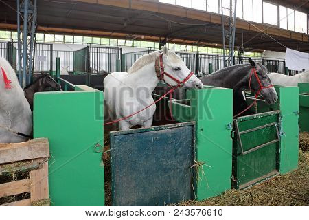 Horses In A Box Stalls Inside A Stable