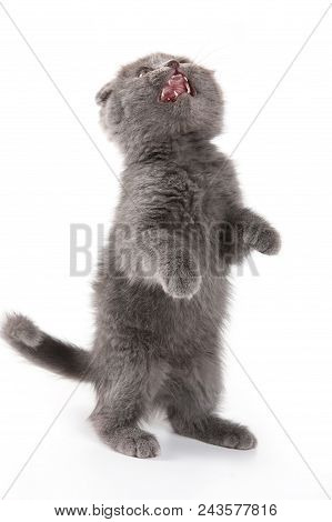 Fluffy Kitten British Cat Meows (isolated On White)