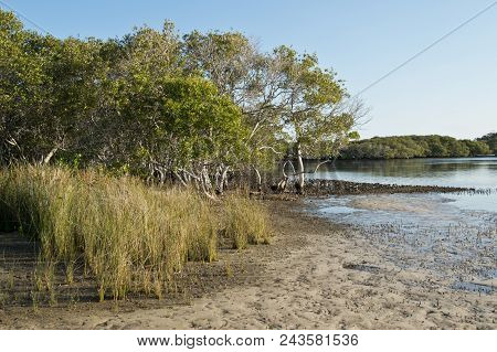 Myall Lakes Wetland In Australia In The Summer.