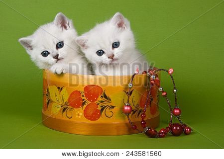 Two White Fluffy Kitten Britan Sit In A Basket On A Green Background