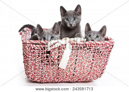 Three Fluffy Gray Kitten Of A Russian Blue Cat Inside In A Basket (isolated On White)