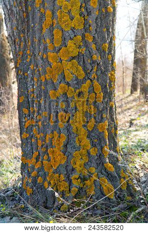 Moss On The Old Bark Of The Tree Trunk